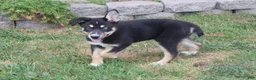 Mixed Breed dogs for sale: Dahlia  - Ad 4