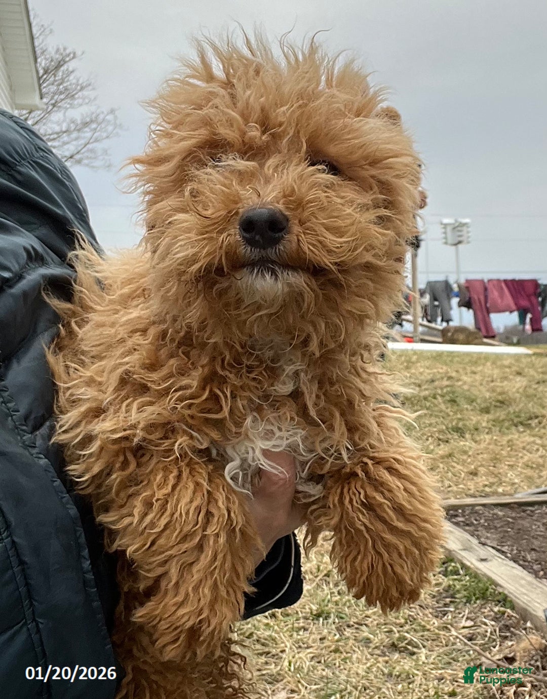 Bichpoo dogs for sale: Milo - Ad 1