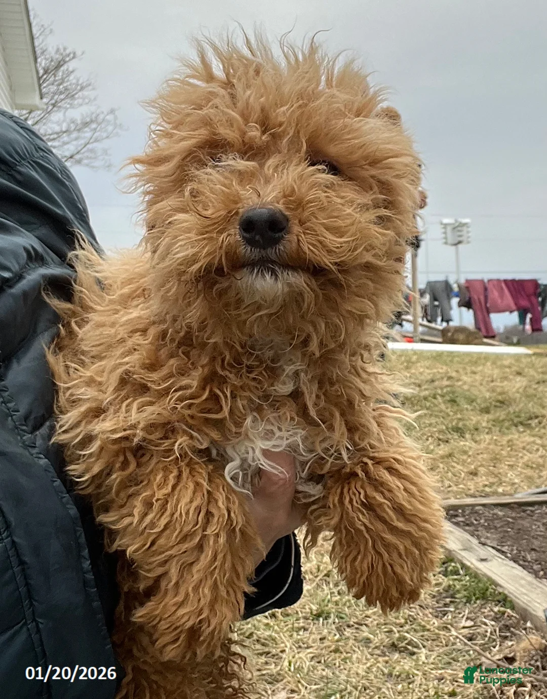 Bichpoo dogs for sale: Milo - Ad 1