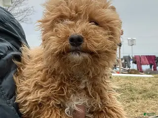 Bichpoo dogs Milo - Ad 33