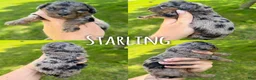 Mini Aussiedoodle dogs for sale: Starling - Micro Mini F1b - Ad 2