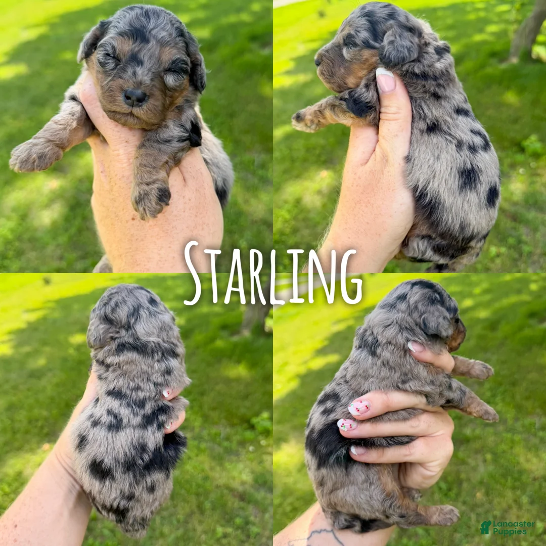 Mini Aussiedoodle dogs for sale: Starling - Micro Mini F1b - Ad 2
