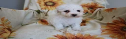 Bichon Frise dogs for sale: Buddy  - Ad 4