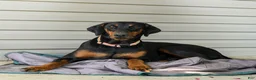 Doberman Pinscher dogs for sale: Gunnar - Ad 4