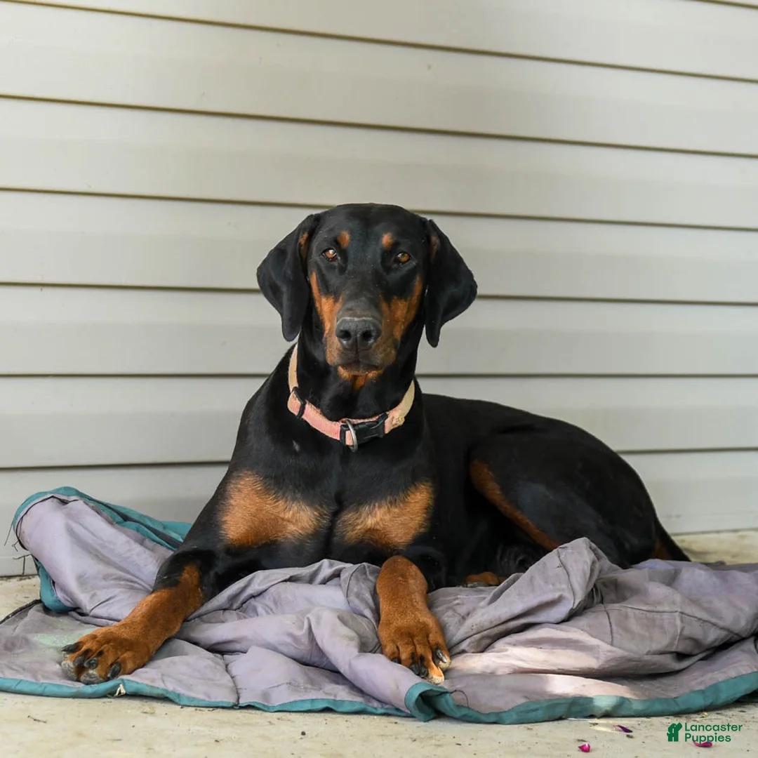 Doberman Pinscher dogs for sale: Gunnar - Ad 4