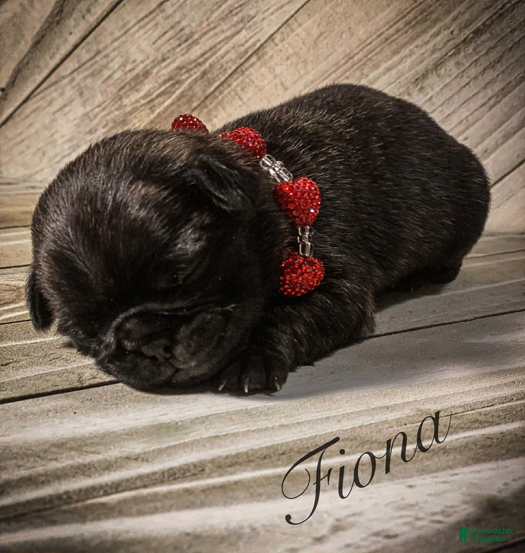 Pug dogs for sale: Fiona - Ad 2