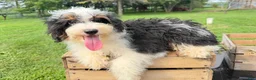 Mini Bernedoodle dogs for sale: Nacho - Ad 3