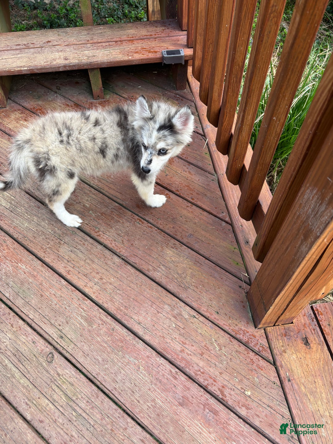 Pomsky dogs for sale: Jade - Ad 3