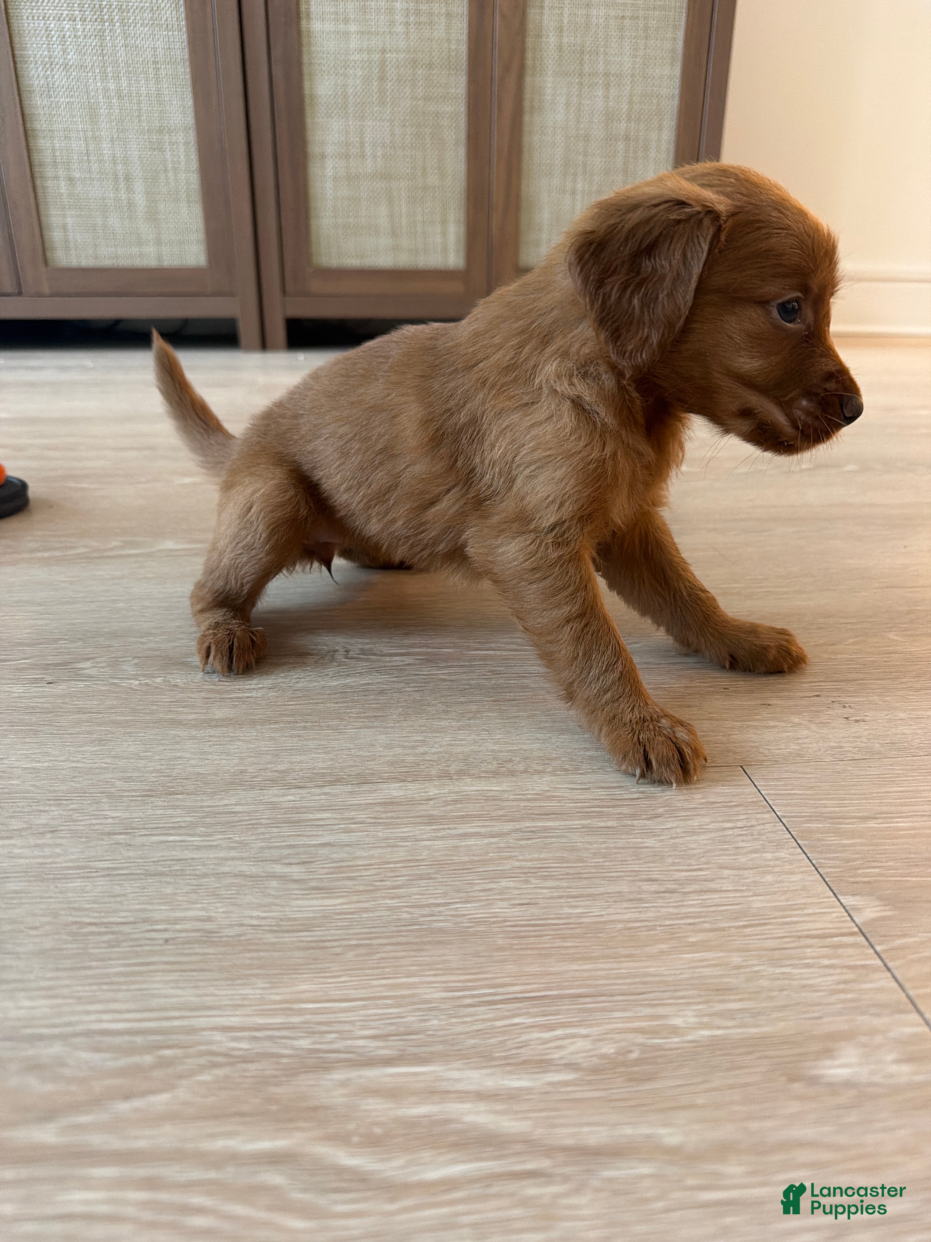 Golden Retriever dogs Golden Retriever Puppy 7 - Ad 7
