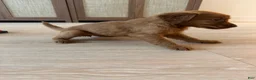 Golden Retriever dogs for sale: Golden Retriever Puppy 7 - Ad 1
