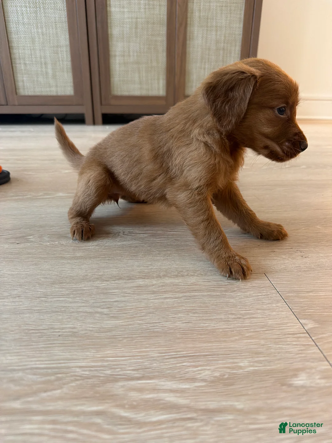 Golden Retriever dogs for sale: Golden Retriever Puppy 7 - Ad 1