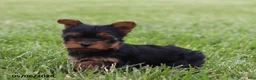 Yorkshire Terrier dogs for sale: Owen - Ad 3