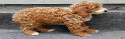 Mini Goldendoodle dogs for sale: Charlie - Ad 5