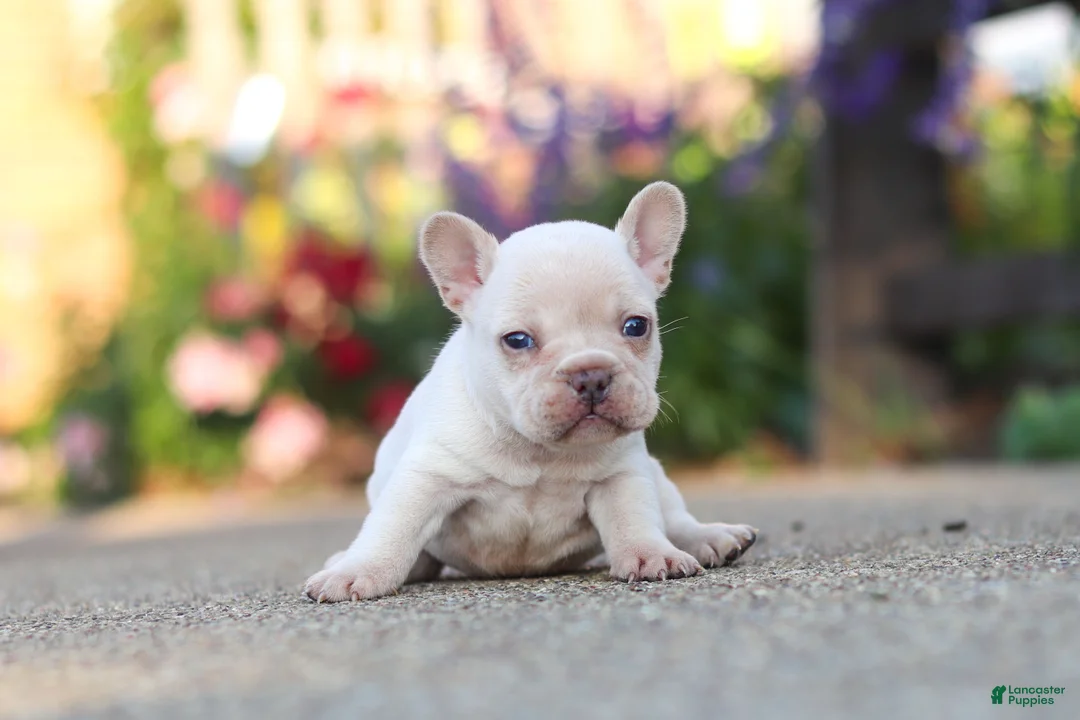 French Bulldog dogs for sale: Chester - Ad 10