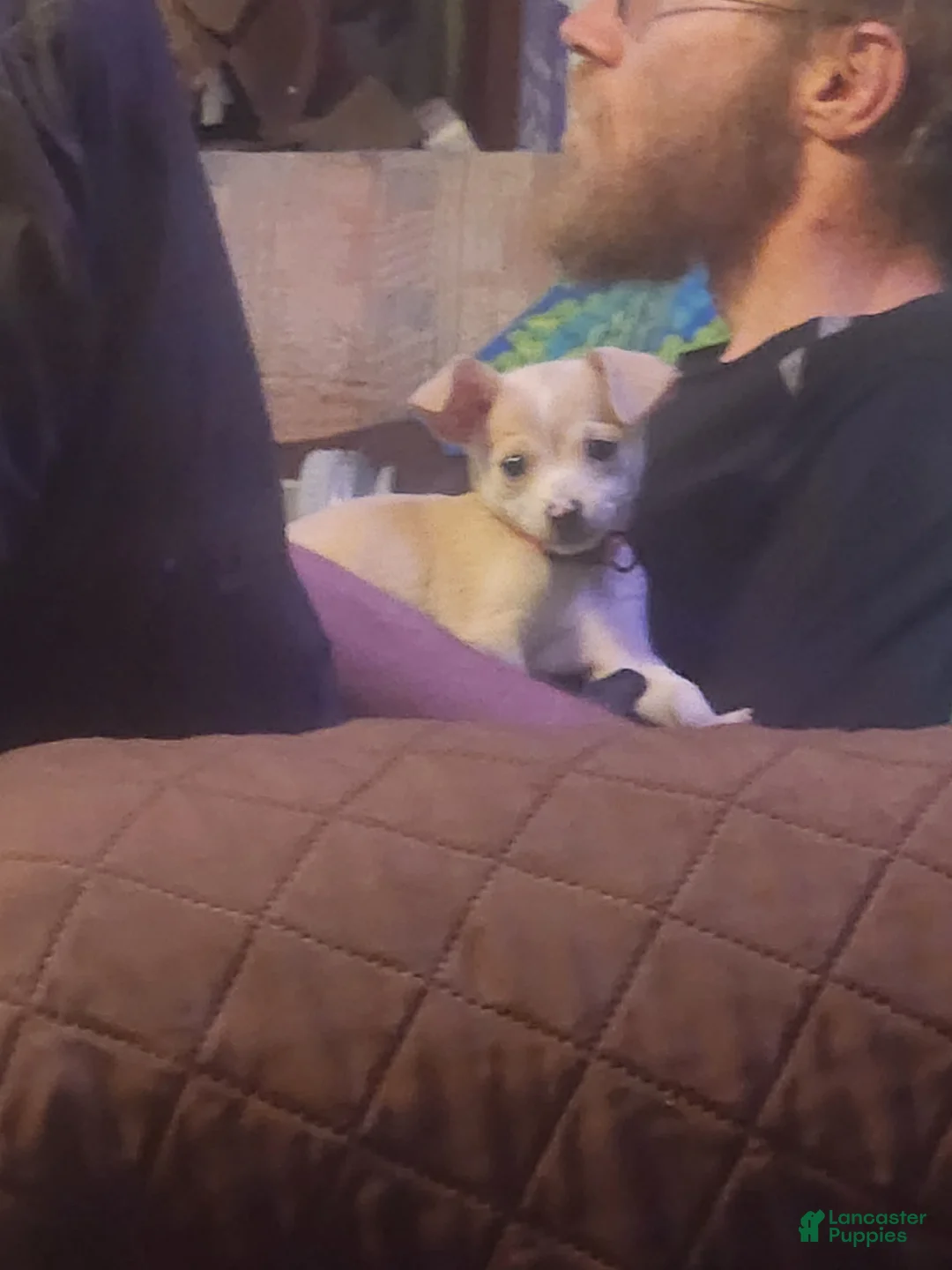 Chihuahua dogs for sale: Chihuahua Puppy 2 - Ad 2