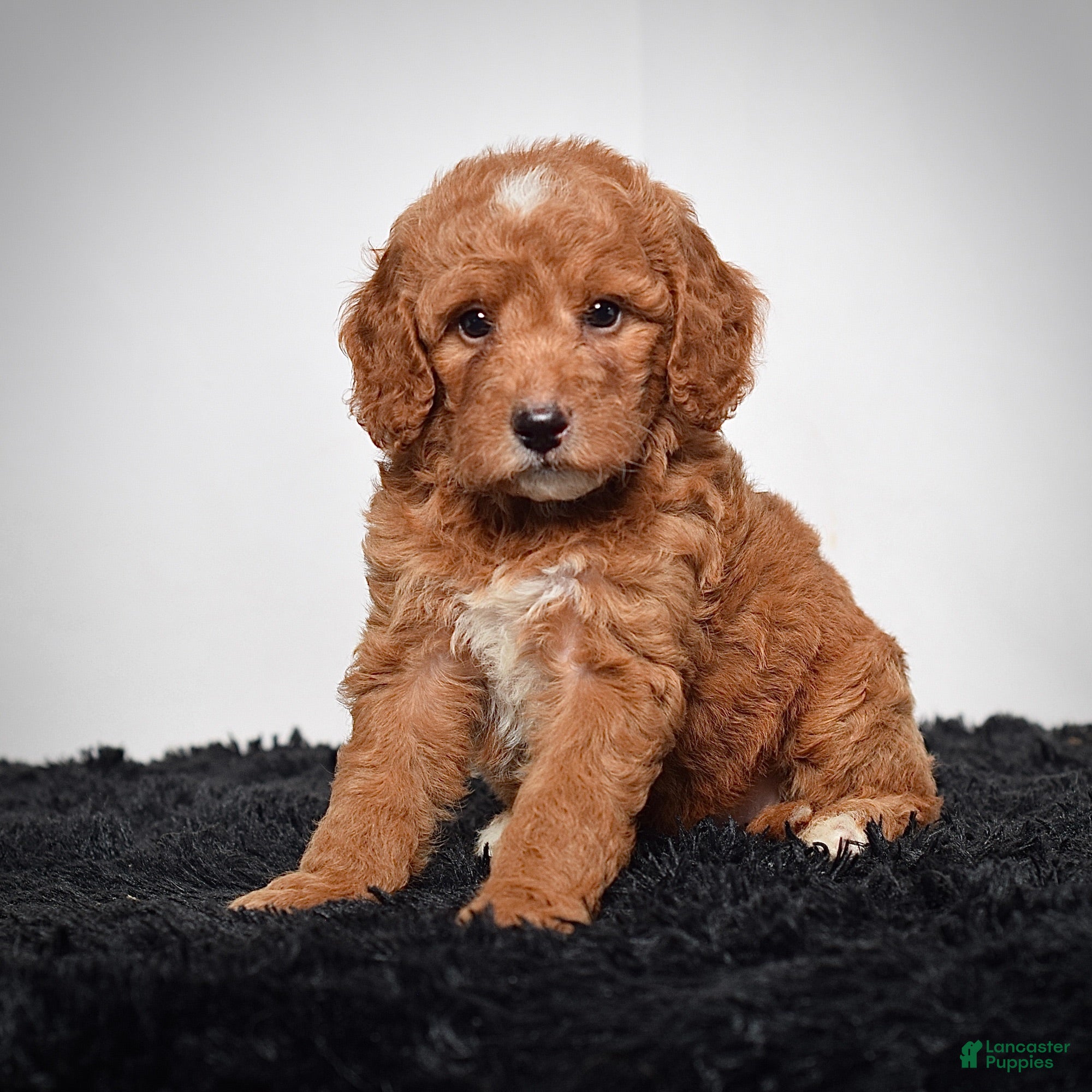Mini Goldendoodle dogs Ms. Alice - Ad 1