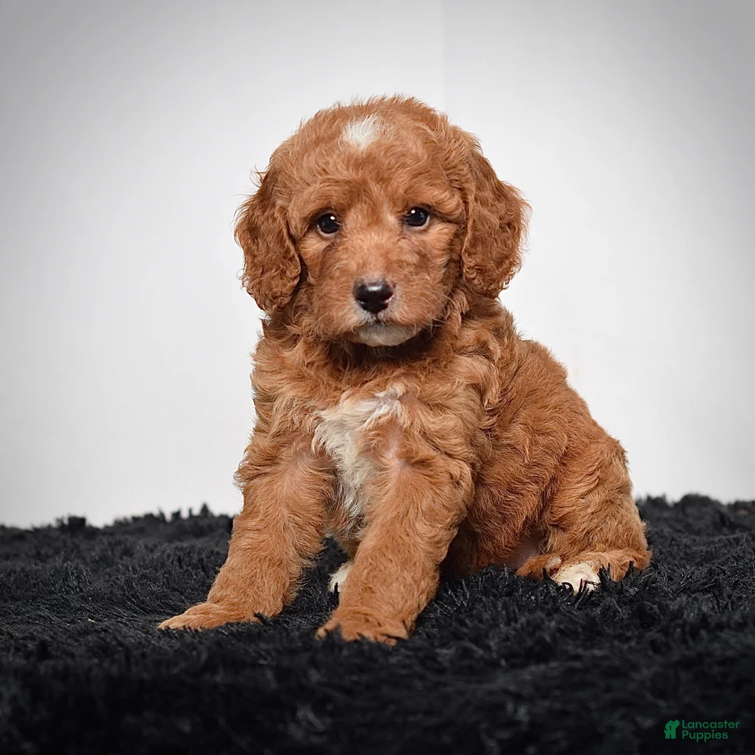 Mini Goldendoodle dogs for sale: Ms. Alice - Ad 1