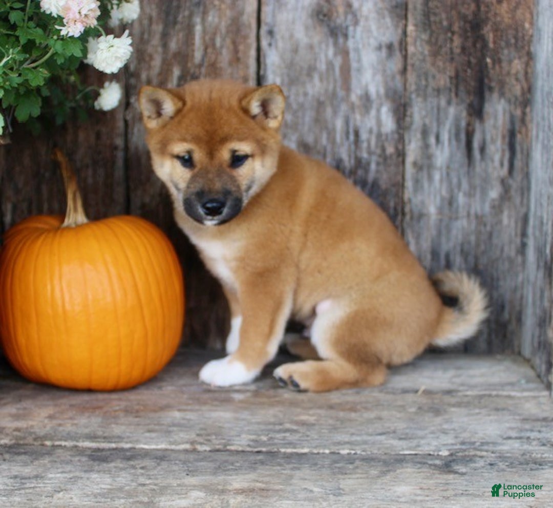 Shiba Inu dogs for sale: Ace - Ad 4