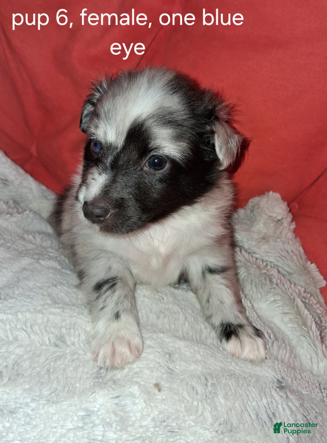 Shetland Sheepdog dogs for sale: Shetland Sheepdog Puppy 4 - Ad 2