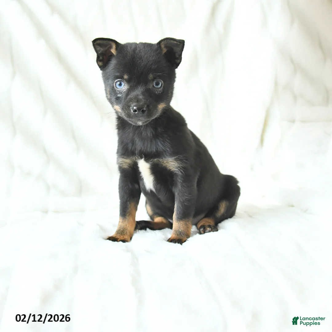 Mixed Breed dogs for sale: Kelsey - Ad 2