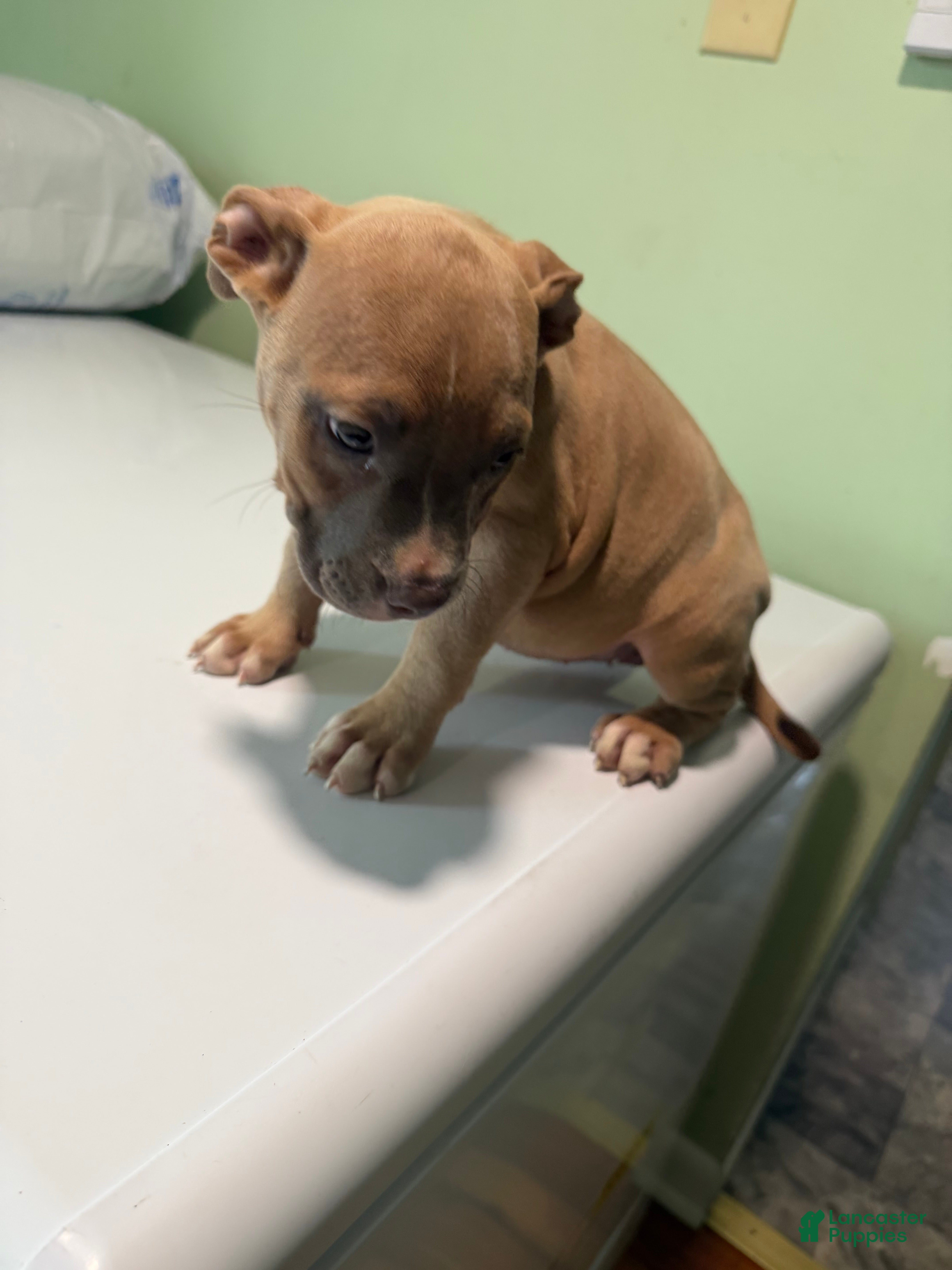 American Bully dogs for sale: American bully  - Ad 2