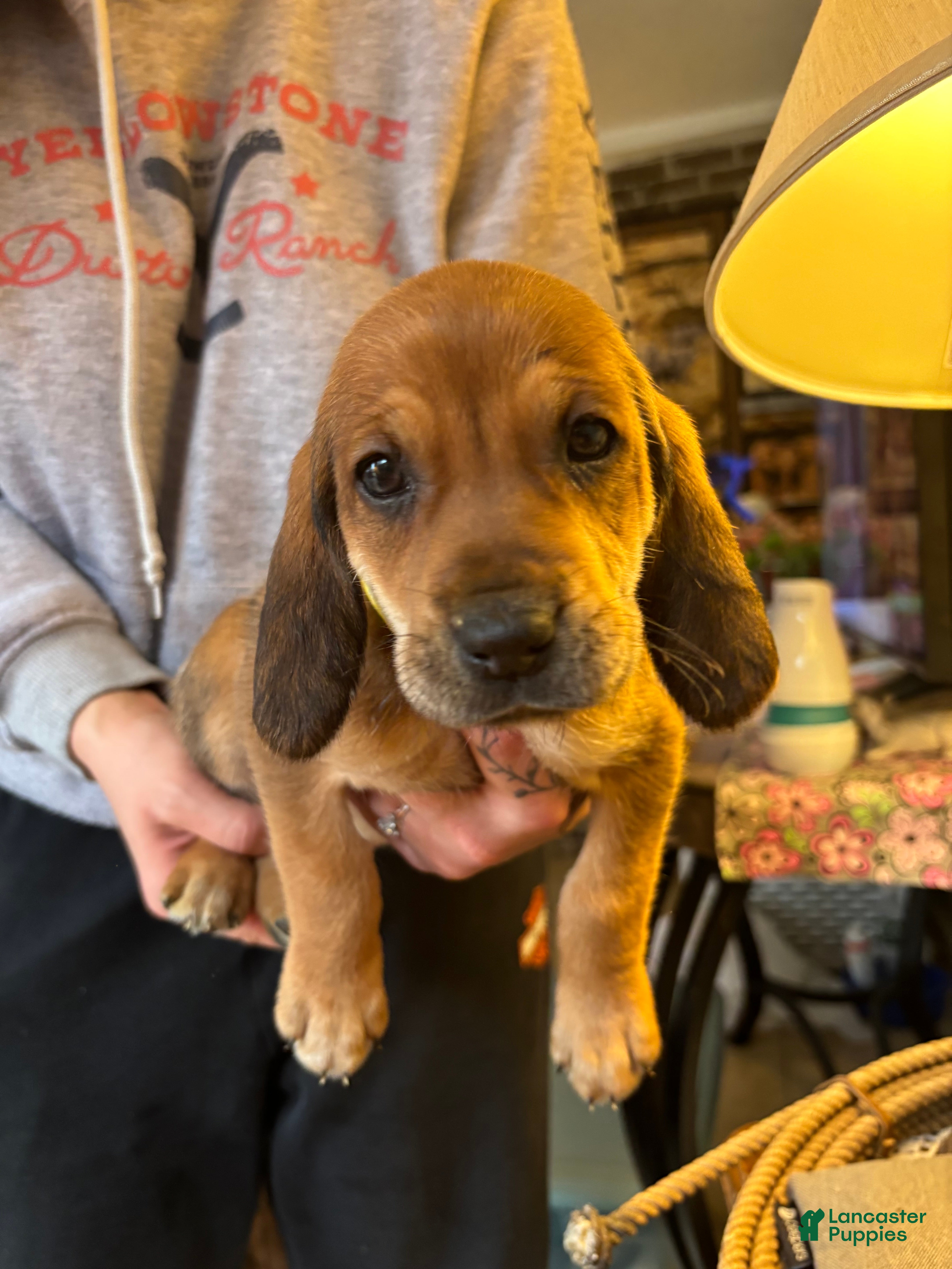 Mixed Breed dogs Bailey - Ad 6