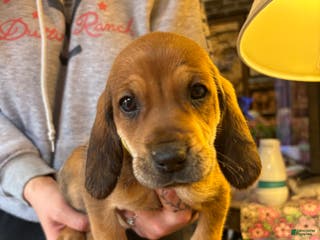 Mixed Breed dogs Bailey - Ad 20