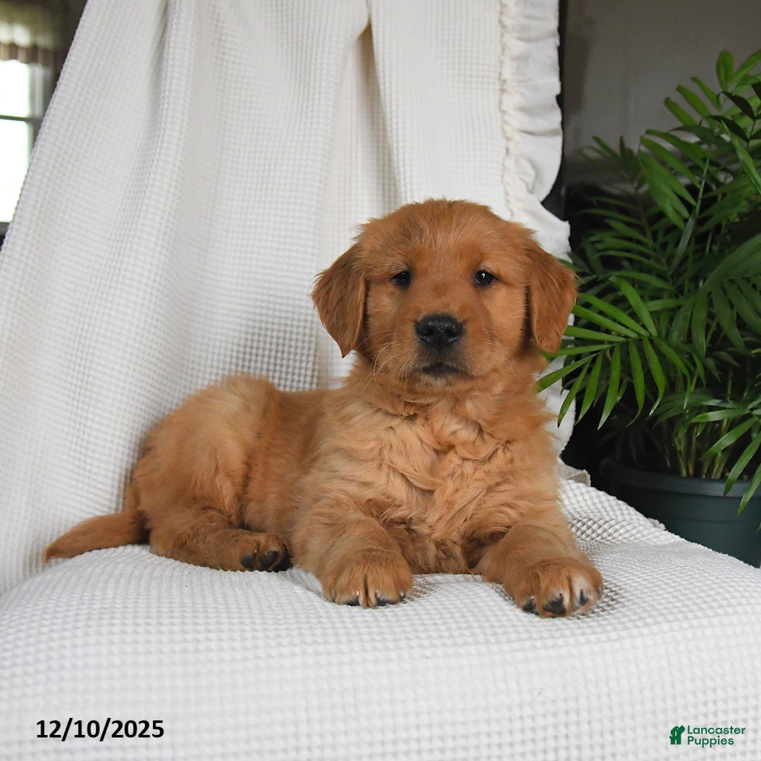 Golden Retriever dogs for sale: River - Ad 3