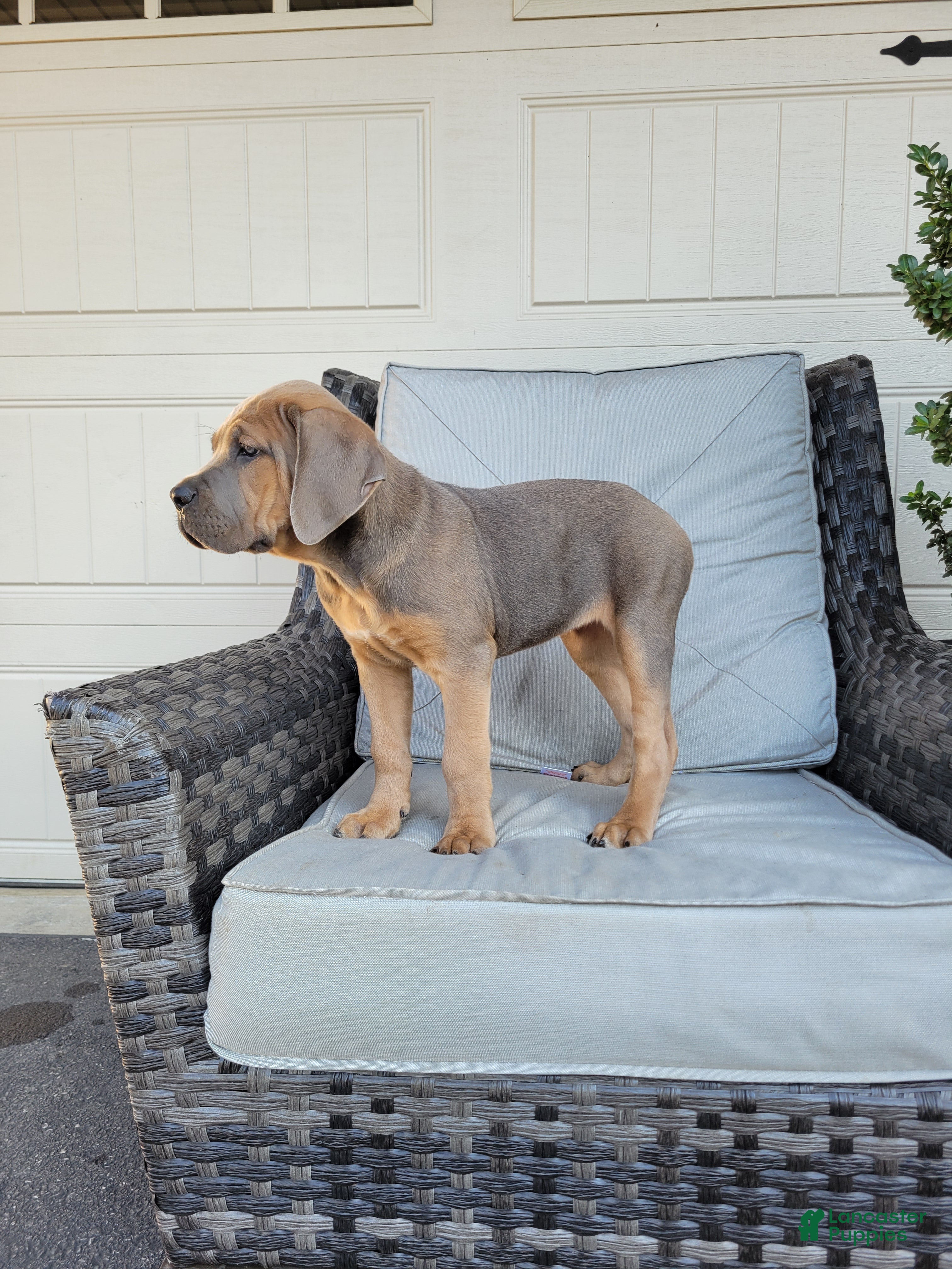 Cane Corso dogs Daisy  - Ad 2