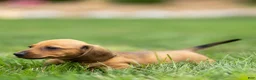 Miniature Dachshund dogs for sale: Mikey Miniature Dachshund  - Ad 3