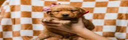 Golden Retriever dogs for sale: Daffodil AKC Golden Retriever Pup - Ad 3