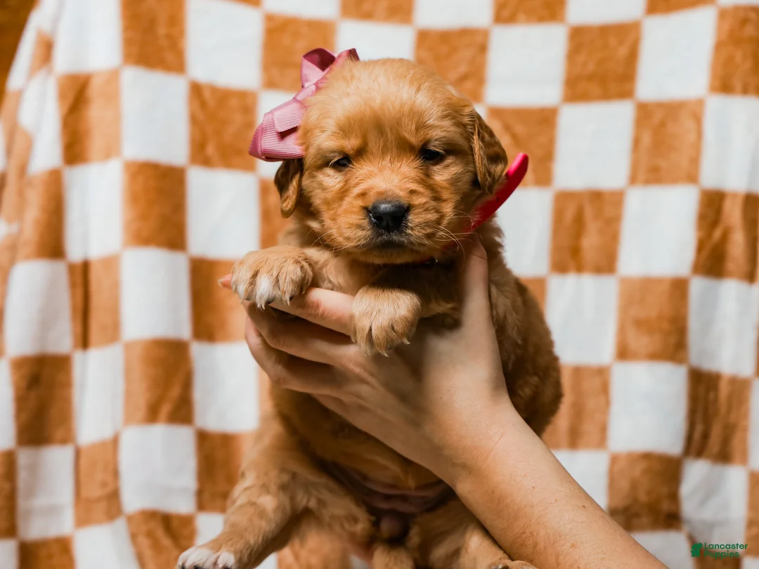 Golden Retriever dogs for sale: Daffodil AKC Golden Retriever Pup - Ad 3