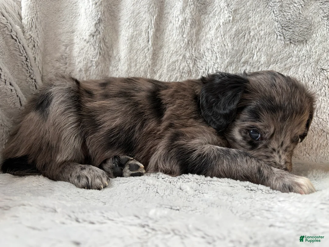 Aussiedoodle dogs for sale: Lovie - Ad 2