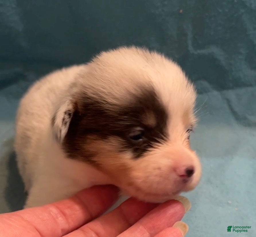 Welsh Corgi Pembroke dogs Welsh Corgi Pembroke Female 1 - Ad 2