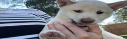 Shiba Inu dogs for sale: Shiba Inu Puppy 5 - Ad 13