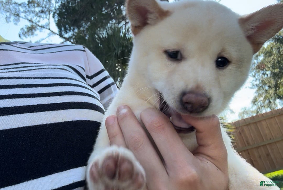 Shiba Inu dogs for sale: Shiba Inu Puppy 5 - Ad 13