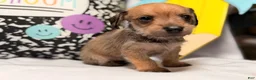 Mixed Breed dogs for sale: Binkles  - Ad 13