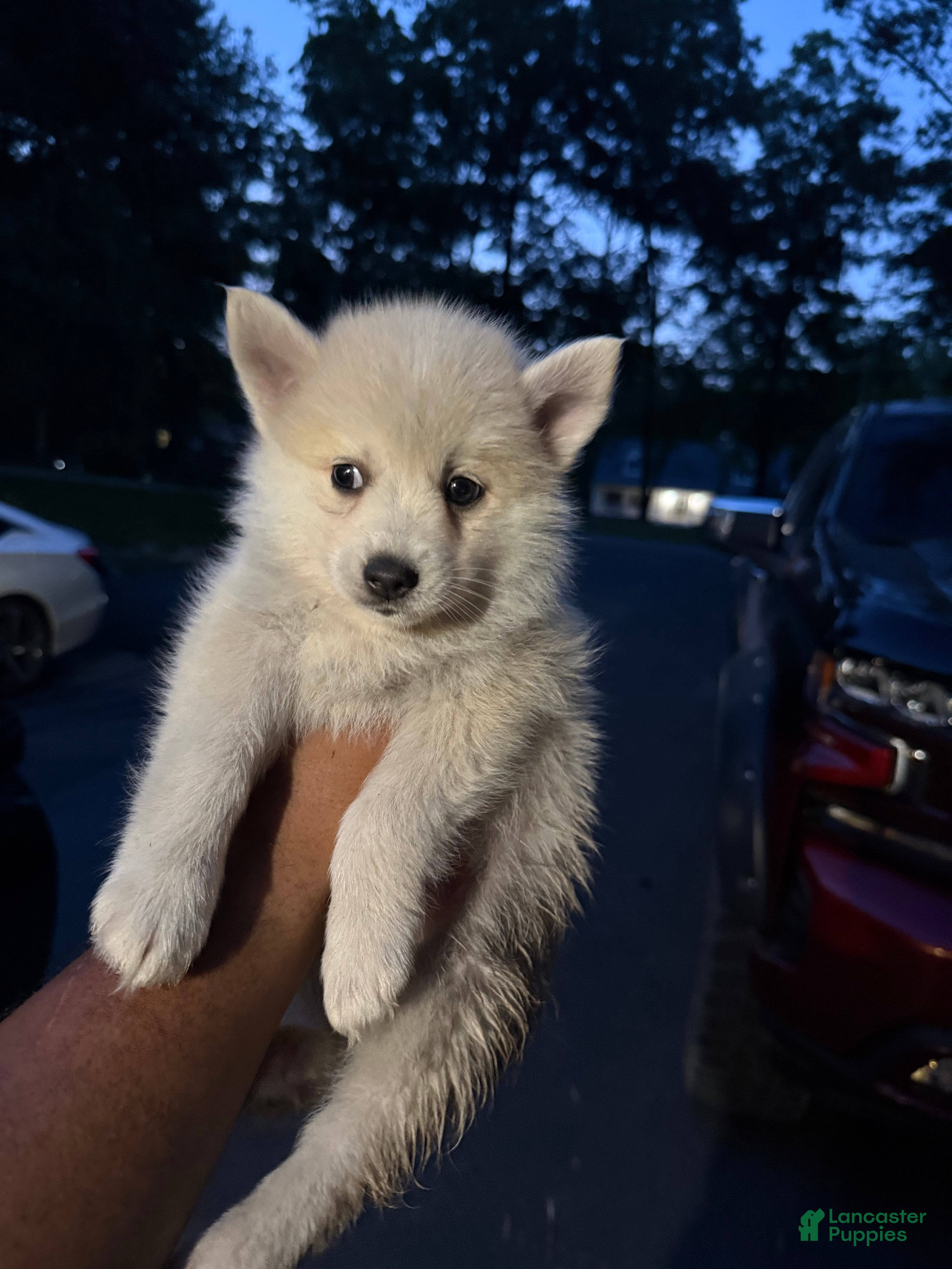 Pomsky dogs Pomsky Puppy 2 - Ad 10
