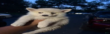 Pomsky Puppy 2