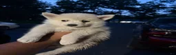 Pomsky dogs for sale: Pomsky Puppy 2 - Ad 1