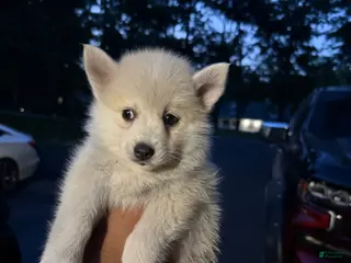 Pomsky dogs Pomsky Puppy 2 - Ad 10