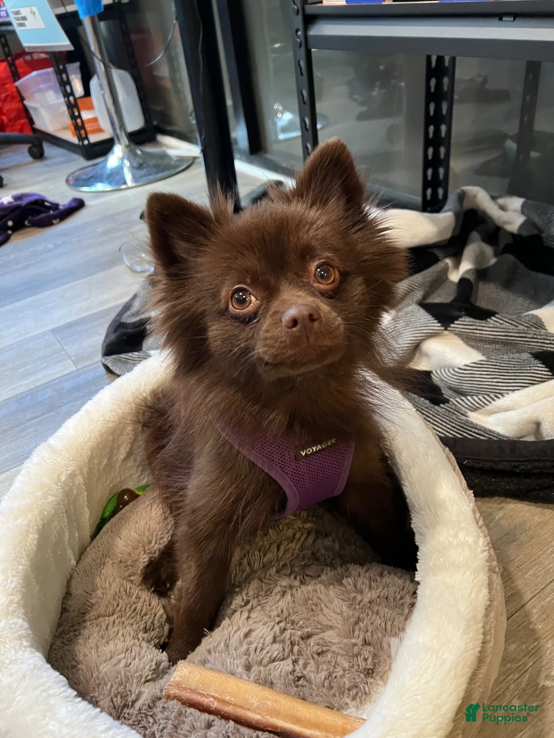 Pomeranian dogs for sale: Pomeranian 3 - Ad 7