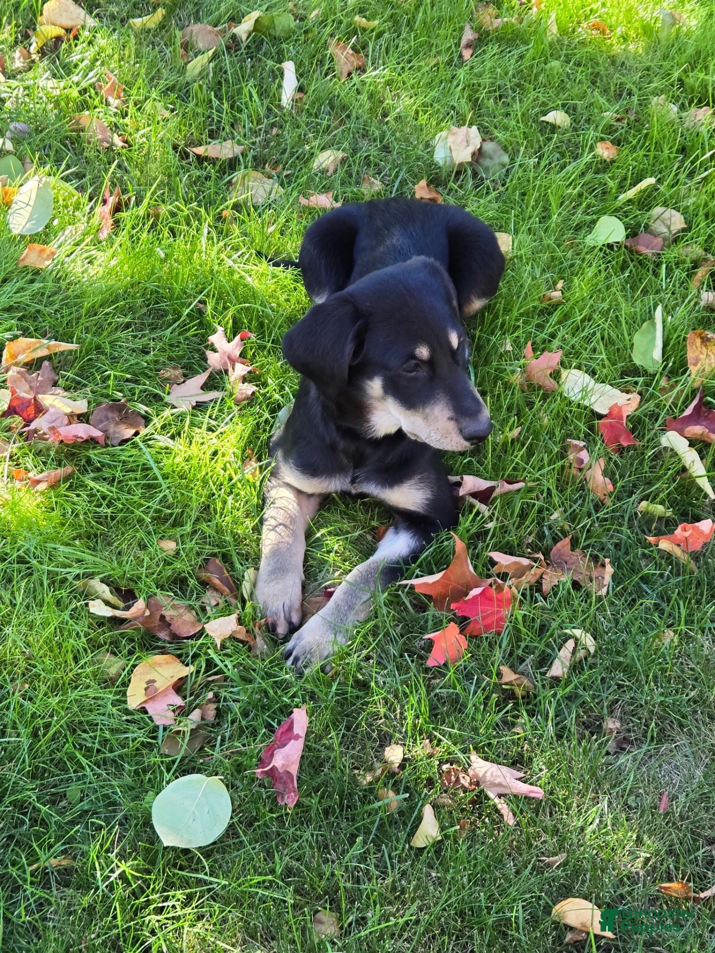Labradoodle dogs for sale: OCEAN - Ad 2