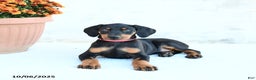 Doberman Pinscher dogs for sale: Flora   - Ad 14