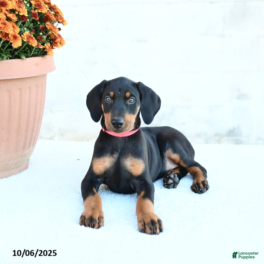 Doberman Pinscher dogs for sale: Flora   - Ad 14