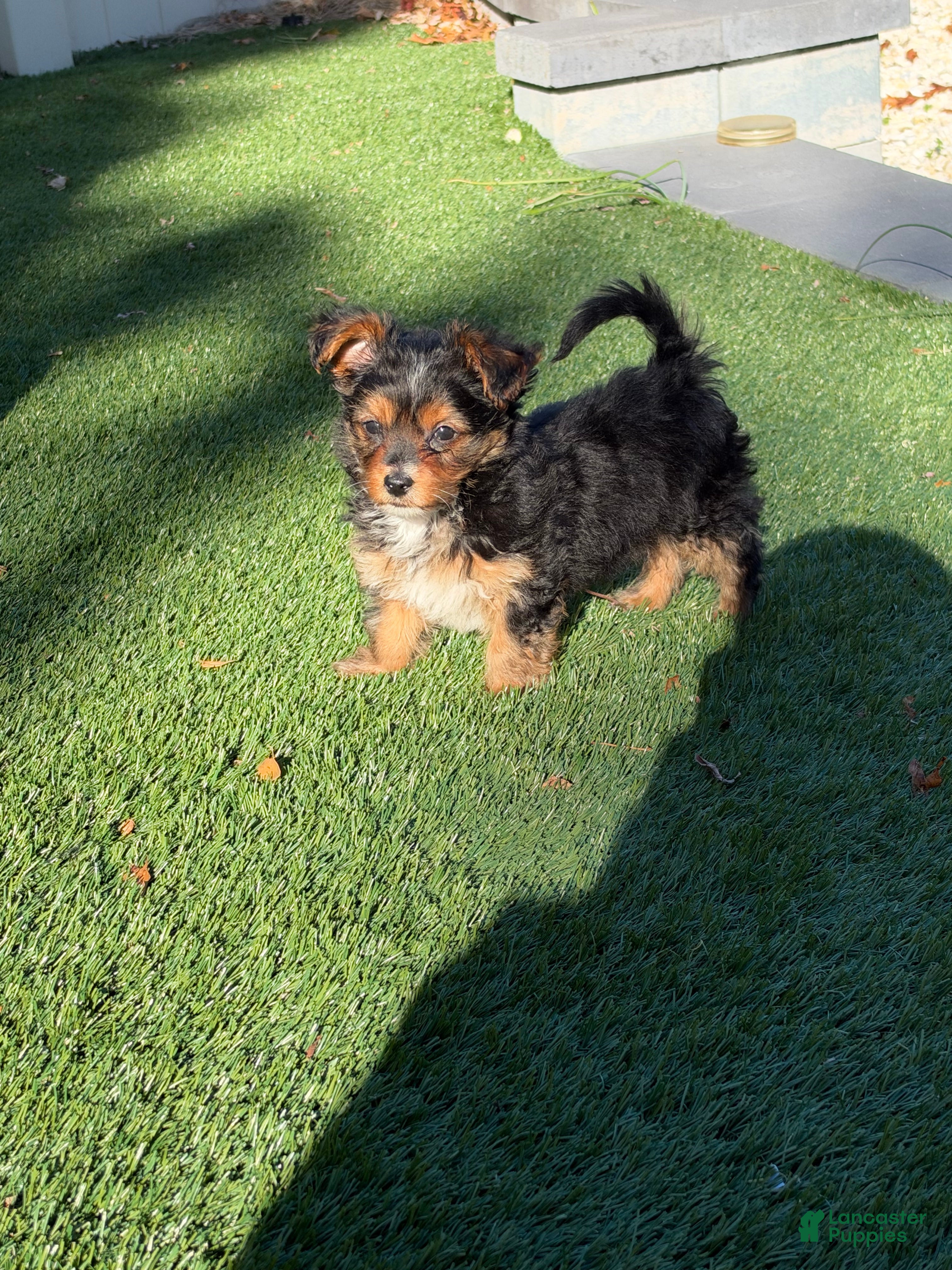 Yorkshire Terrier dogs for sale: Nugget - Ad 4