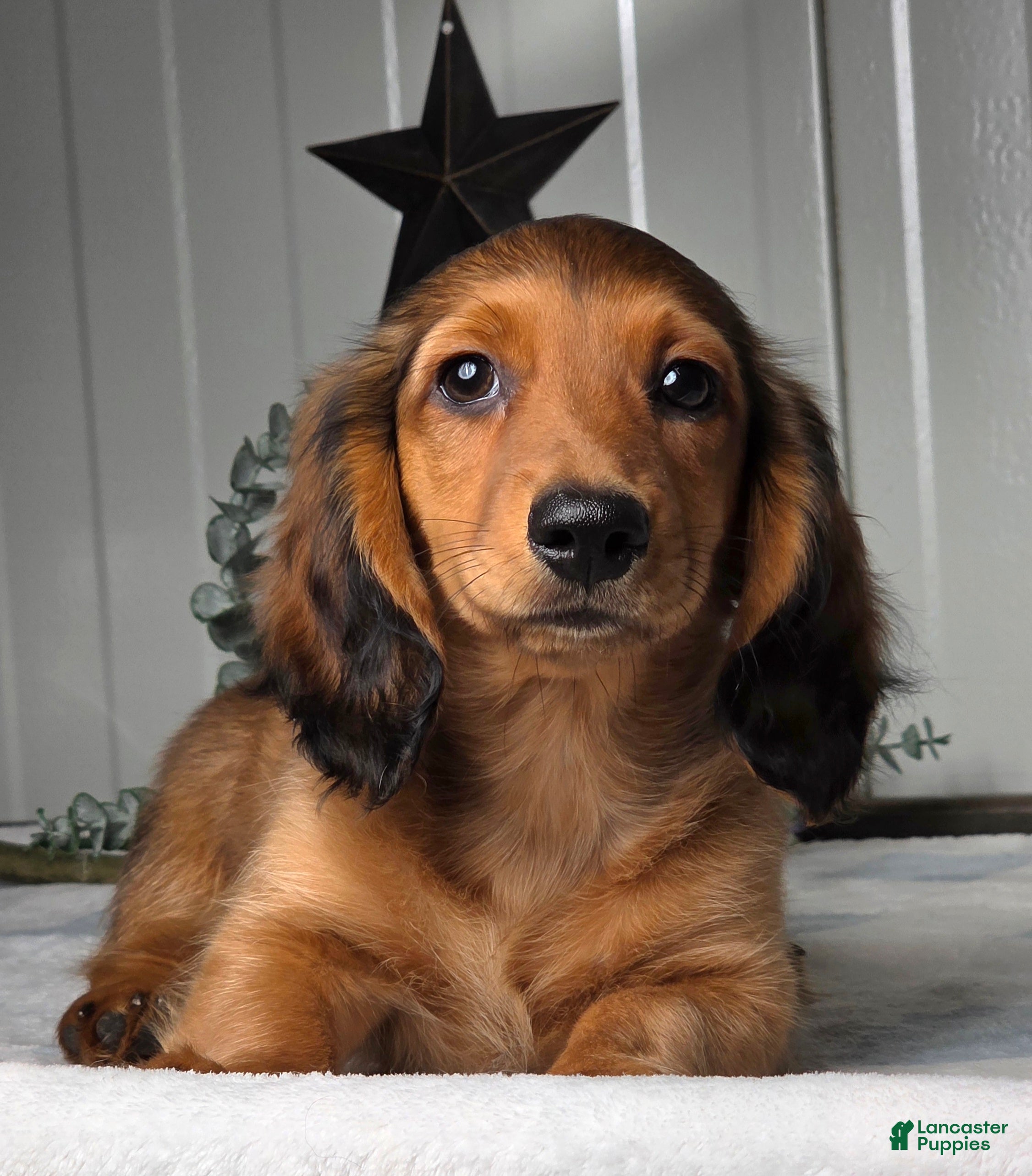 Miniature Dachshund dogs Asher - Ad 2