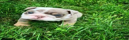 English Bulldog dogs for sale: Dicky - Ad 9