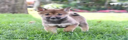 Shiba Inu dogs for sale: Tanner - Ad 2