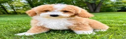 Mini Goldendoodle dogs for sale: Teddy Mini Goldendoodle F1B - Ad 3